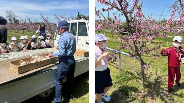 新潟市産ももで食育出前授業を開催　ＪＡ全農にいがた
