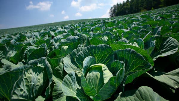 夏秋キャベツ出荷量日本一の嬬恋村から　群馬県産「高原キャベツ」販売中　ＪＡタウン