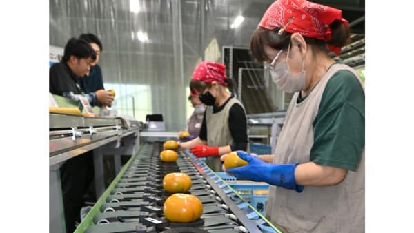 柿「太秋」出荷本格化　ＪＡ鹿本