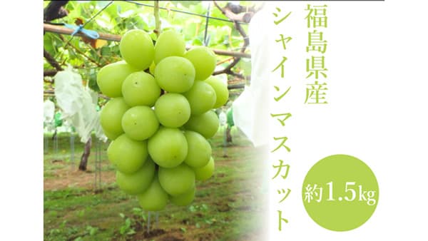 上品な香りの福島県産シャインマスカット　100箱限定で販売　ＪＡタウン