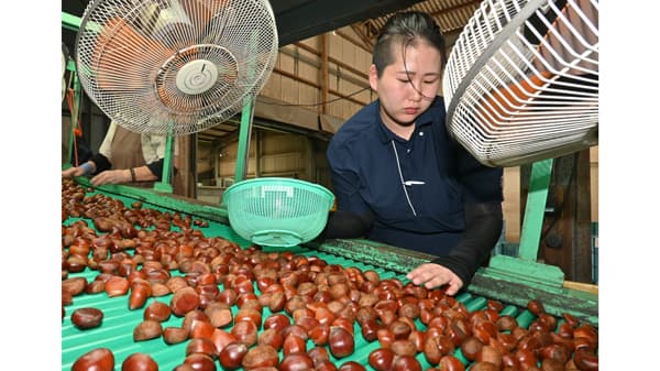 秋の味覚「やまが和栗」出荷開始　ＪＡ鹿本