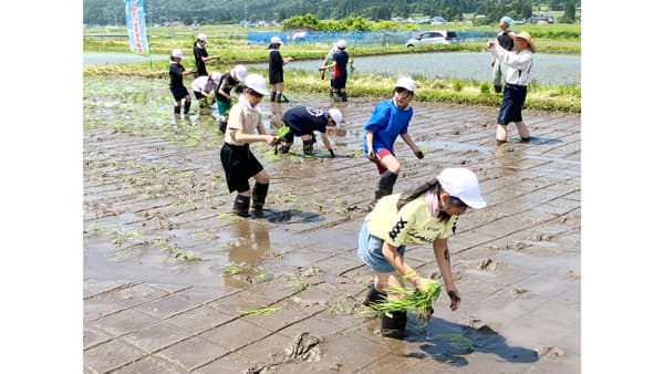「田んぼの生きもの調査」で田植えを体験　ＪＡ全農福島