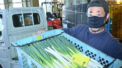 海水育ち注目「海っ子ねぎ」　ＪＡ山武郡市【ほっとピックアップ・ＪＡの広報誌から】