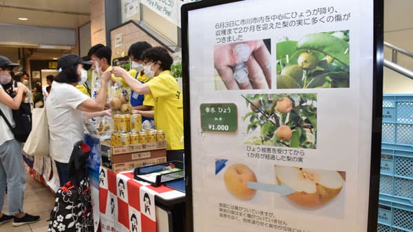 ＪＲ西船橋駅で「市川のなし」販売　ＪＡいちかわ