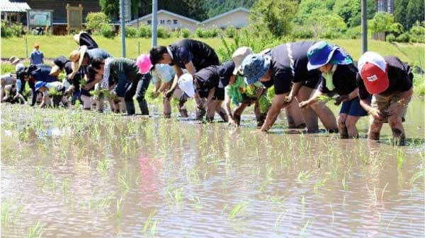 「美杉清流米」の田植え体験で生産者と消費者をつなぐ　ＪＡ全農みえ