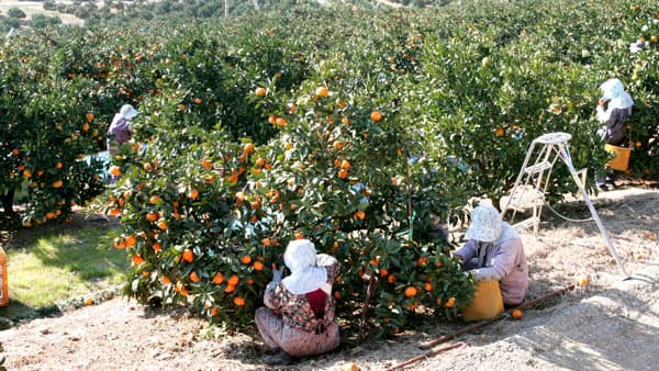 確かな産地維持に先人の意志　ＪＡみっかび 井口義朗組合長に聞く（2）【築こう人に優しい協同社会】