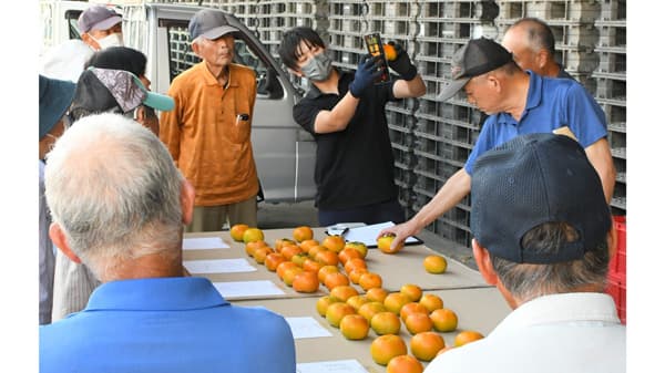 「あしきた太秋」出荷に向け説明会　出荷量24トンを計画　ＪＡあしきた