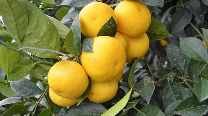 神奈川生まれの幻のオレンジ「湘南ゴールド」販売中　ＪＡタウン