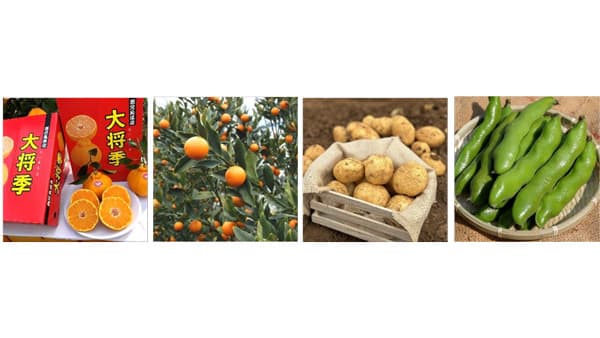 ブランドかんきつ「大将季」登場　銀座三越で「鹿児島の実り」開催　ＪＡ全農