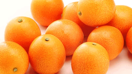 完熟きんかん「たまたま」＆日向夏「宮崎ひなたフルーツフェア2025」開催中