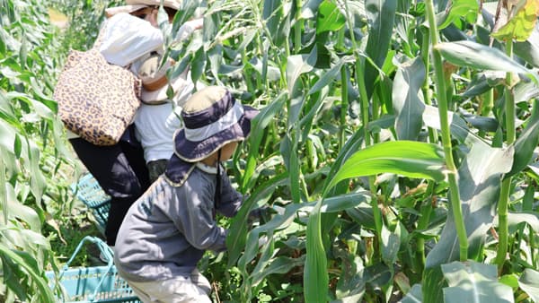 「とうもろこし収穫体験」開催　直売所「たべるＪＡ（じゃ）んやまなし」が募集した315人参加　ＪＡ全農やまなし