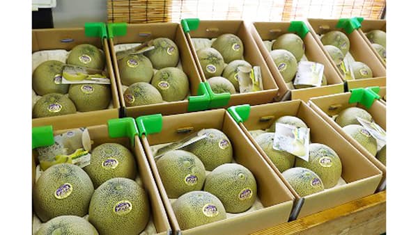 旬の味求め　メロン直売所大盛況　ＪＡ鶴岡