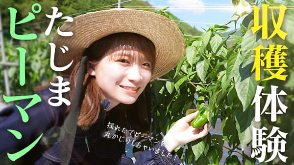 秋元真夏の「ゆるふわたいむ」兵庫県産「たじまピーマン」を収穫　ＪＡタウン