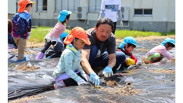園児とサツマイモ苗の定植　青年部北支部　ＪＡ鶴岡