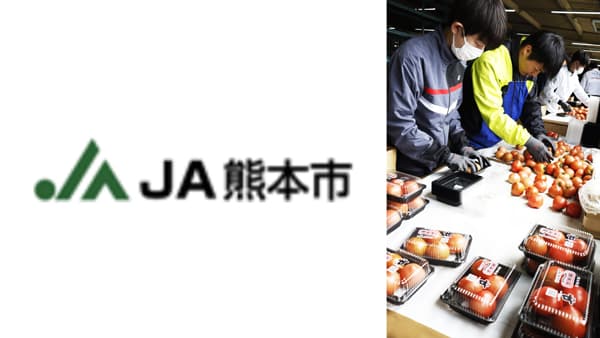 新入職員が選果作業を体験　ＪＡ熊本市