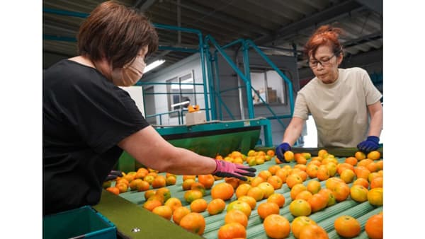 ＪＡたまな管内でハウスミカン「レギュラー」出荷始まる