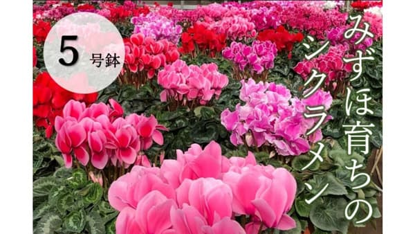 東京都瑞穂町から「みずほ育ちのシクラメン」販開始　ＪＡタウン