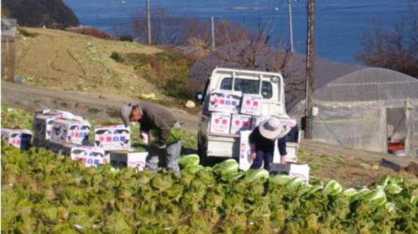 ハクサイ・キャベツ農家による小学生体験授業　野菜産地の牛窓地区で初開催　ＪＡ岡山と瀬戸内市