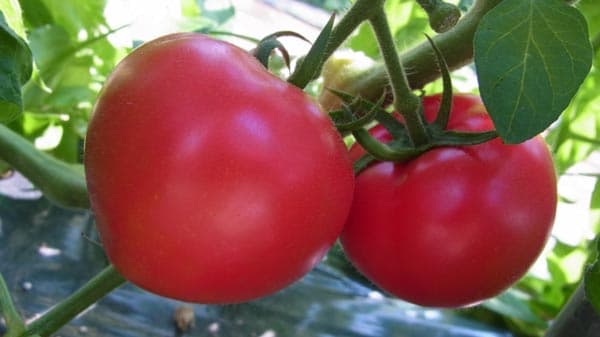 生産者が選び抜いた「垢田のごちそうトマト」販売中　ＪＡタウン