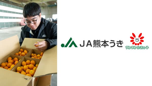 ハウスキンカン出荷本格化　ＪＡ熊本うき