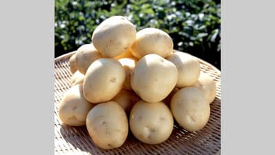 長崎の春作じゃがいも「アイユタカ」販売中　ＪＡタウン