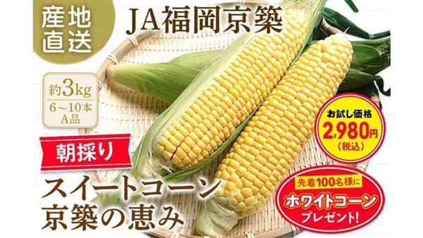 ＪＡ福岡京築のスイートコーン「京築の恵み」特価で販売中　ＪＡタウン