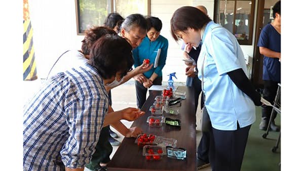 ミニトマトの目揃い会を開く　ＪＡ鶴岡