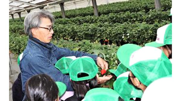 「ぎふ清流ＧＡＰ認証」のイチゴとトマト　子どもたち23人が農業体験　ＪＡ全農岐阜