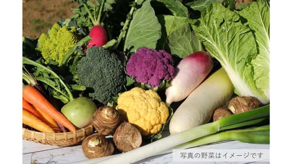 ＪＡよこすか葉山の直売所から直送「すかなごっそ 季節の野菜セット」販売中　ＪＡタウン