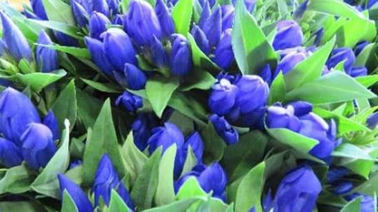 新設リンドウ選花場　機械選花スタート　ＪＡ晴れの国岡山