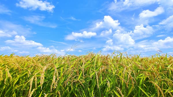 【ＪＡの安心・安全な24年産米調査】25年産主食用　作付増加傾向（1）