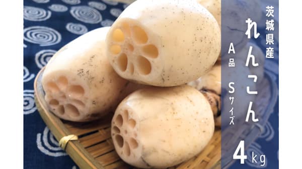 生産量日本一　茨城県産「れんこん」30日まで期間限定で販売中　ＪＡタウン