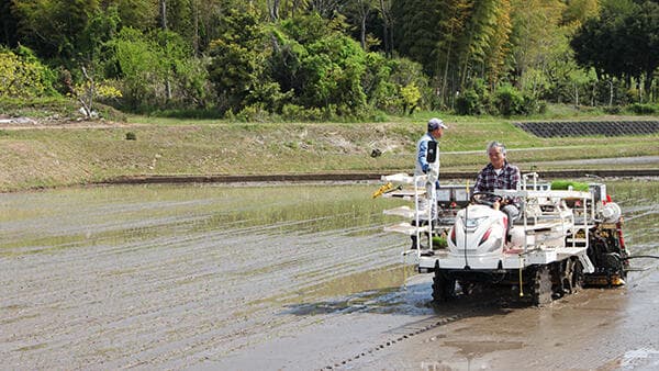 ＪＡ松阪の管内各地で田植が本格化