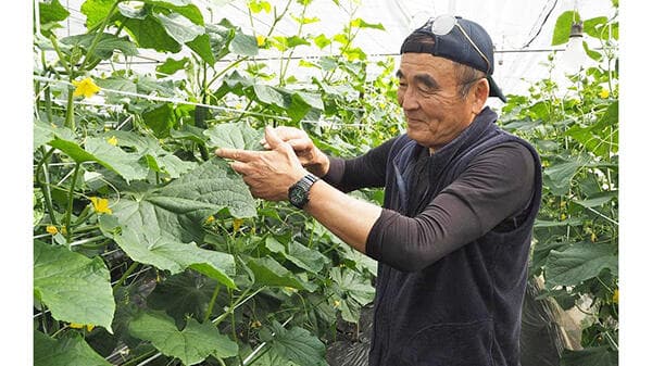 最高賞にキュウリ栽培の峯尾さん－神奈川県施設野菜共進会