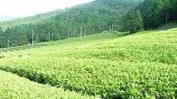 「美濃いび茶」で共販会、品質良好－ＪＡ全農岐阜