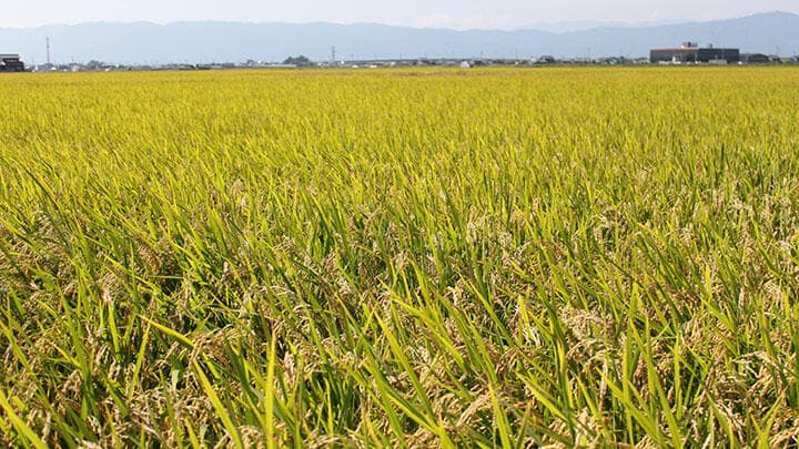 2020年産米の出荷契約　1億円を早期支払いで農家の資金繰り支援　ＪＡぎふ