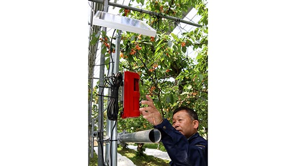 果樹の盗難抑止に効果　システム導入で被害８割減　ＪＡ南アルプス市