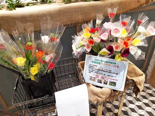 花き生産者支援　宮城県産ガーベラとバラをプレゼント　ＪＡ全農みやぎ