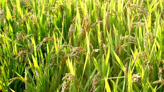 早生品種の刈始を管内へ通知　能登南部営農推進協議会