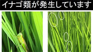 イナゴ類発生に注意を喚起　ＪＡグループ群馬　管内の一部ほ場で見受けられる