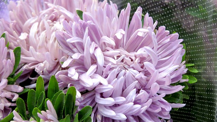 ＪＡ香川県「マッシュラベンダー」が最優秀賞　フラワー・オブ・ザ・イヤーOTA