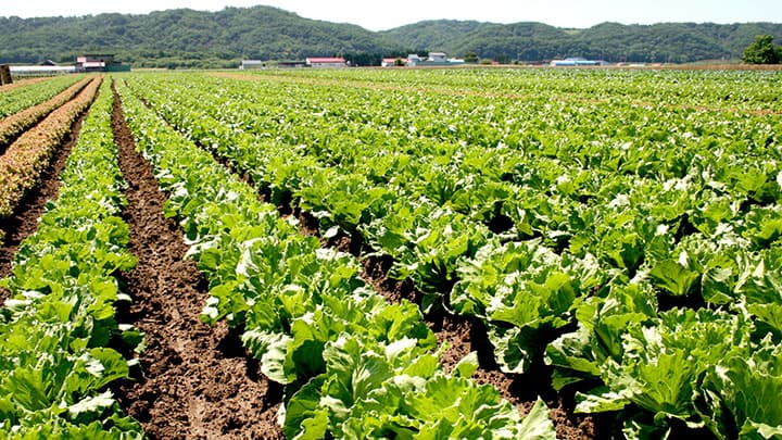 ＪＡ幕別町など農業分野は3事業に助成「農林水産業みらい基金2020年度」