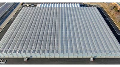 キュウリ多収実証施設「ゆめファーム」　全国平均4倍の収量達成　ＪＡ全農