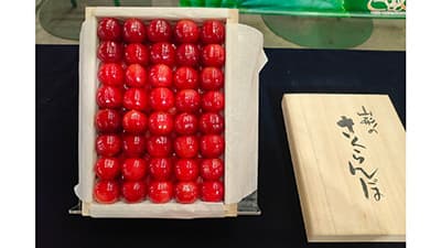 「新春サクランボ」過去最高額の100万円で落札　ＪＡ全農山形