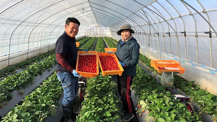 「スカイベリー栃木プレミアム」登場　ＪＡおやま いちご部会など認証