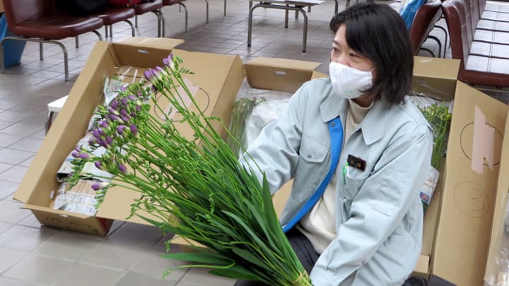 石川県産フリージア「エアリーフローラ」品評会　石川県知事賞は清塚久仁子さん　ＪＡ全農いしかわ