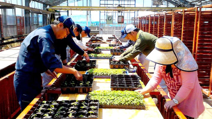 総合力生かして農福連携　作業請負・雇用の仕組み明確に　農中総研が報告