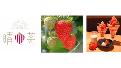 岡山県産いちご「晴苺」フェア実施中　みのるダイニングさんすて岡山店・ＪＡ全農