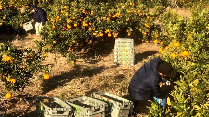 ＪＴＢと農業労働力支援で連携協定－ＪＡ全農