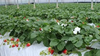 佐川いちごで農業振興へ連携協定　ＪＡ高知県佐川苺部会、NTT西日本など